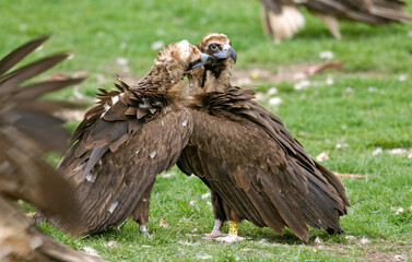 Vautour moine,.Aegypius monachus, Cinereous Vulture, Pyrénées