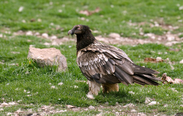 Gypaète barbu, jeune,.Gypaetus barbatus, Bearded Vulture, Pyrénées