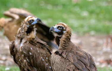 Vautour moine,.Aegypius monachus, Cinereous Vulture, Pyrénées