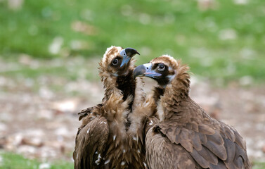 Vautour moine,.Aegypius monachus, Cinereous Vulture, Pyrénées