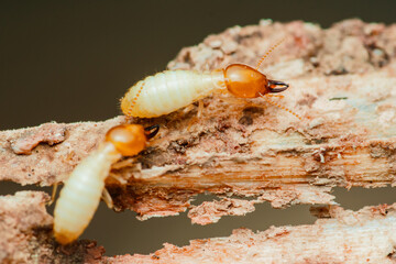 Termites destroying wood: close-up of worker termites feeding