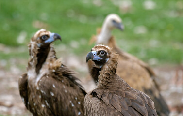 Vautour moine,.Aegypius monachus, Cinereous Vulture, Pyrénées