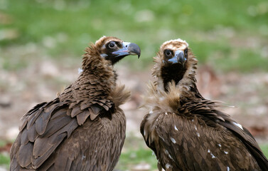 Vautour moine,.Aegypius monachus, Cinereous Vulture, Pyrénées