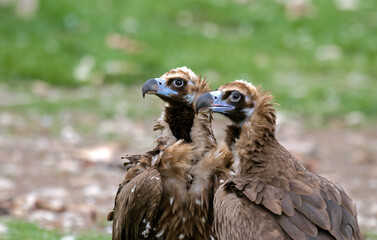 Vautour moine,.Aegypius monachus, Cinereous Vulture, Pyrénées