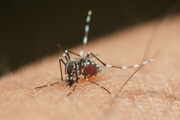 Asian tiger mosquito sucking blood from human skin