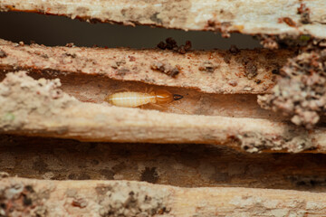 Termite walking in damaged wood structure creating tunnels