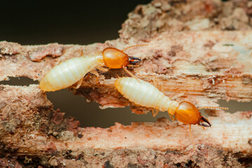 Termites destroying wood close up: worker and soldier termites eating damaged furniture
