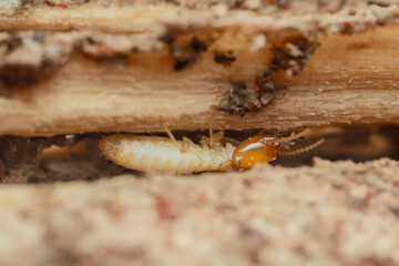 Termite walking between wooden planks destroying wood structure