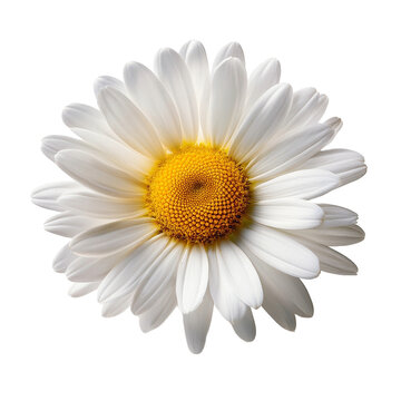 Fototapeta fleur blanche camomille