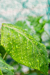 Gotas de agua en un cultivo.
