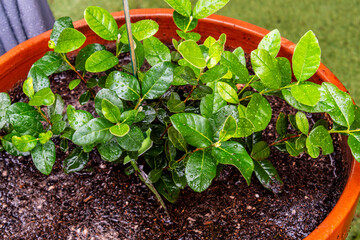 Gotas de agua en un cultivo.