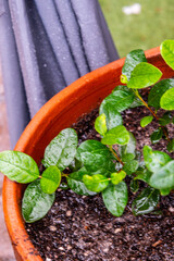 Gotas de agua en un cultivo.
