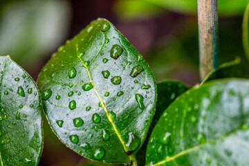 Gotas de agua en un cultivo.