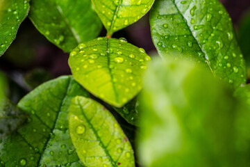 Gotas de agua en un cultivo.