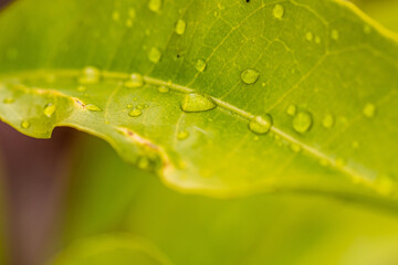 Gotas de agua en un cultivo.