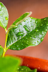 Gotas de agua en un cultivo.