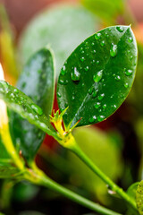 Gotas de agua en un cultivo.