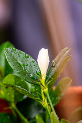 Gotas de agua en un cultivo.