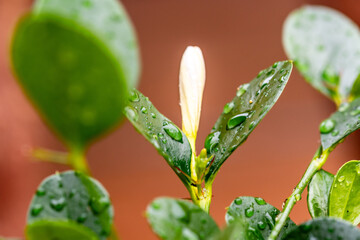 Gotas de agua en un cultivo.