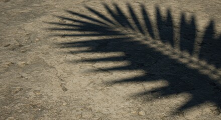 Shadow of a Palm Leaf on a Sunlit Ground, Evoking Tropical Serenity