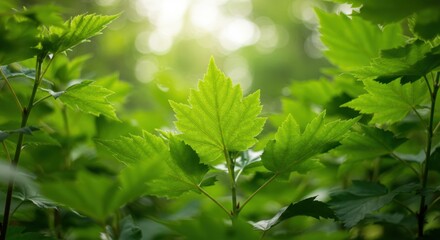 Lush Green Maple Leaves in Sunlight with Soft Background Bokeh Effect