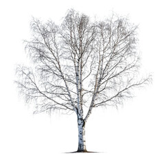Obraz premium Grey Birch Tree isolated on transparent background