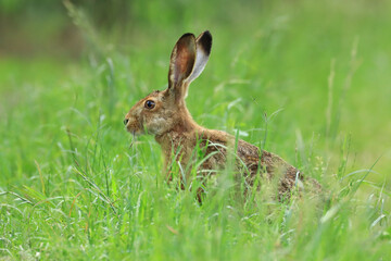 European hare, Lepus europaeus, in grass