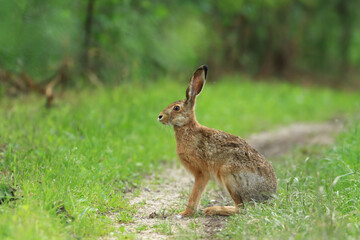 European hare, Lepus europaeus, in grass