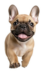 Obraz premium PNG Bulldog background playful animal.