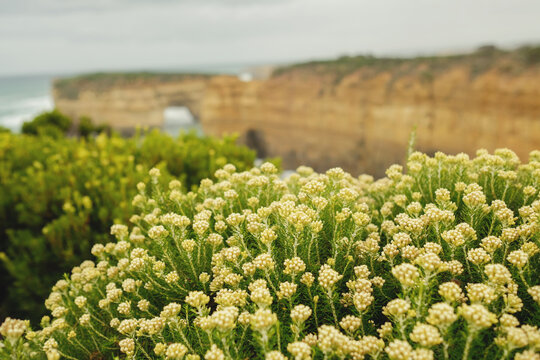 Yellow wild flowers on native bushes on the coast