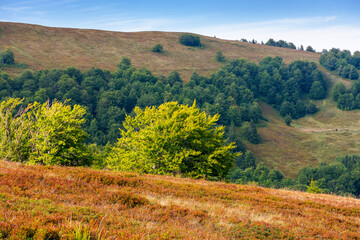 forest landscape of carpathian mountain range with in summer. scenic deciduous ecosystem of europe environment concept. fluffy clouds on the blue sky in evening light