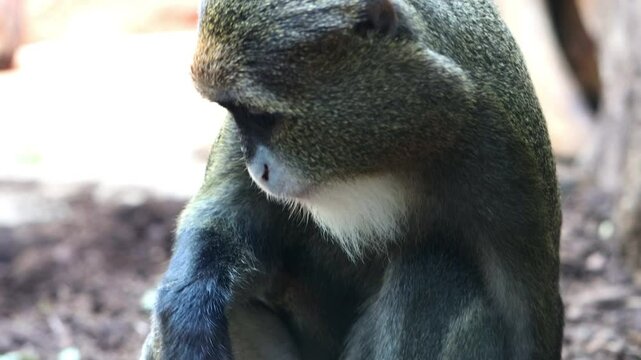 De Brazza's monkey (Cercopithecus prohibitus) sits on root of tree