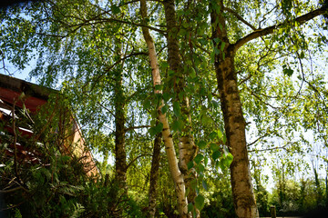 Tronc et feuilles dans un bosquet de bouleau (betula pendula)