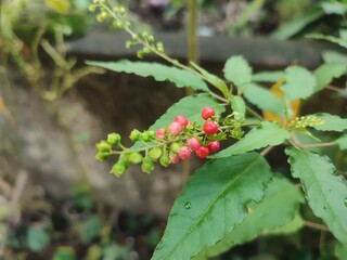 Rivina humilis, or bloodberry, is a small shrub with red berries, often used as ornamental or medicinal.