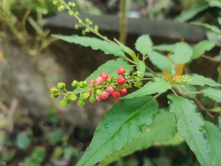 Rivina humilis, or bloodberry, is a small shrub with red berries, often used as ornamental or medicinal.