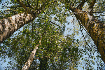 Fototapeta premium Tronc, branche et feuilles de bouleau (betula pendula) en contre-plongée