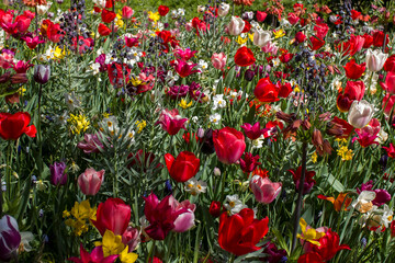 spring flowers in Keuhenhof in the Netherlands
