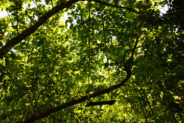 Balançoire suspendue à une branche au cœur d’un feuillage dense baigné de lumière. Une scène rurale et poétique évoquant l’enfance, la liberté, la nostalgie et  les souvenirs d’été.
