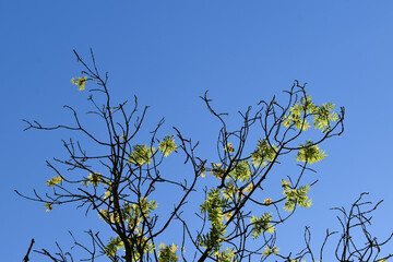 Branche et feuilles de frêne (fraxinus excelsior) se détachant sur un beau ciel bleu