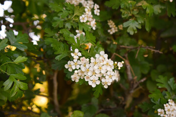 Fleur d'Aubépine (Crataegus) - Arbuste médicinal