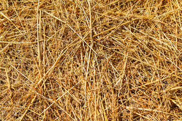 Foin jaune à longs brins posé au sol. Long-stranded yellow hay lying on the ground.