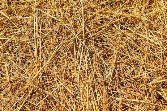 Foin jaune &agrave; longs brins pos&eacute; au sol. Long-stranded yellow hay lying on the ground.
