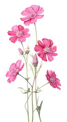 Fototapeta premium PNG Flowers illustration botanical petals.