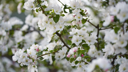 Blossoming apple trees in spring a celebration of natures beauty