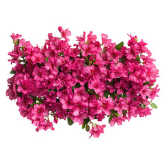Fototapeta premium Arrangement of vibrant pink azalea blossoms isolated on transparent background