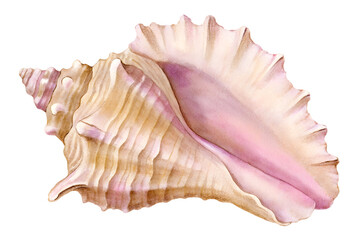 Watercolor pink seashell with textured surface on a transparent background.