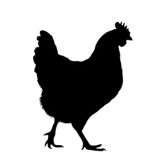 Chicken silhouette, hen silhouette – vector illustration