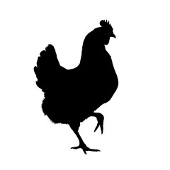 Chicken silhouette, hen silhouette – vector illustration