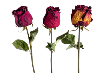 Three single rose, withered and faded, floats in the air against a transparent background