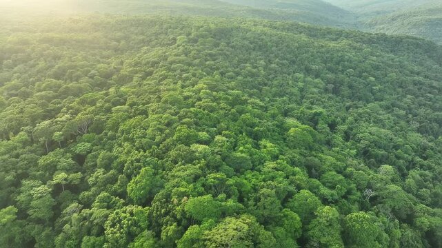 Aerial Vista of Lush Green Forest Canopy